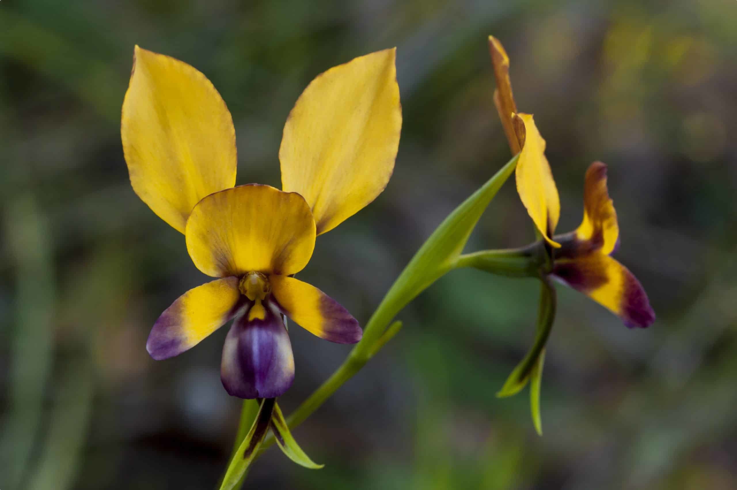 Donkey Orchid