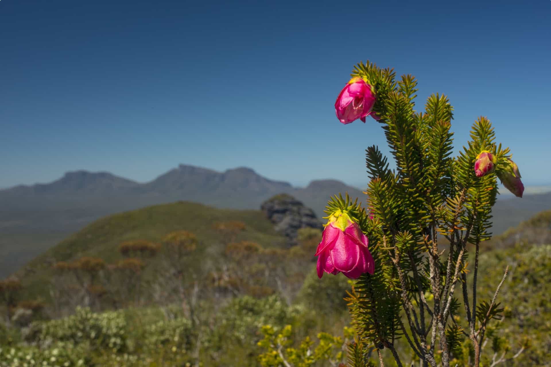 Mountain Bell