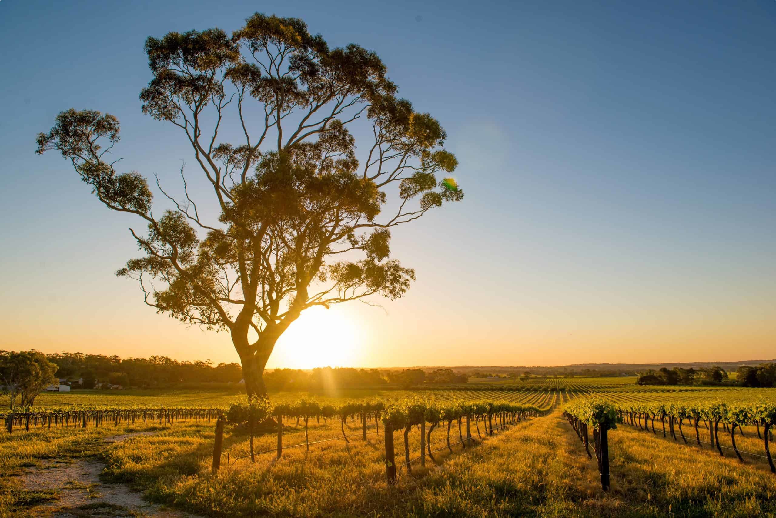 Barossa Valley And Mclaren Vale Wine Regions South Australia Odyssey Traveller