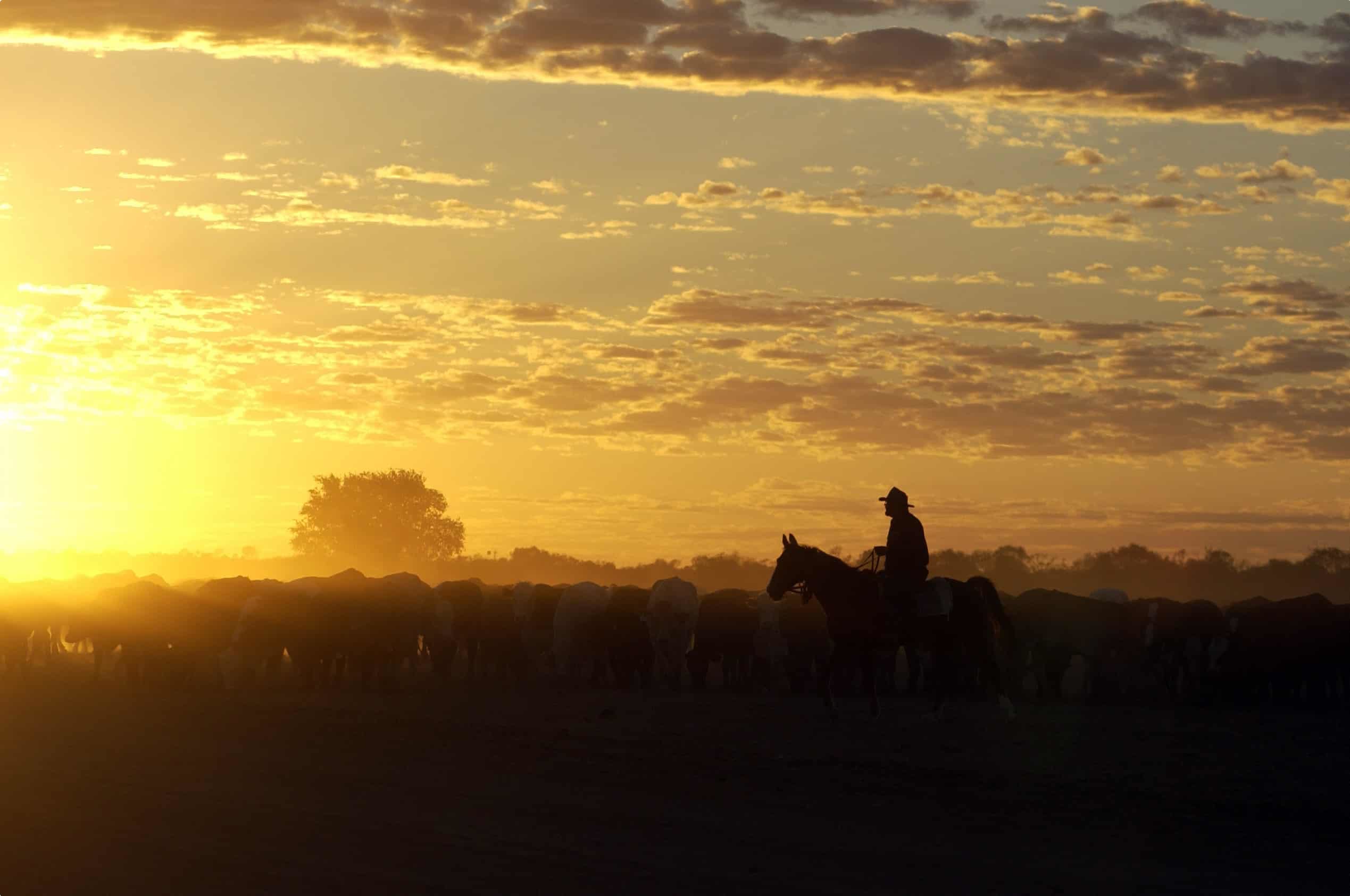 Birdsville cattle muster