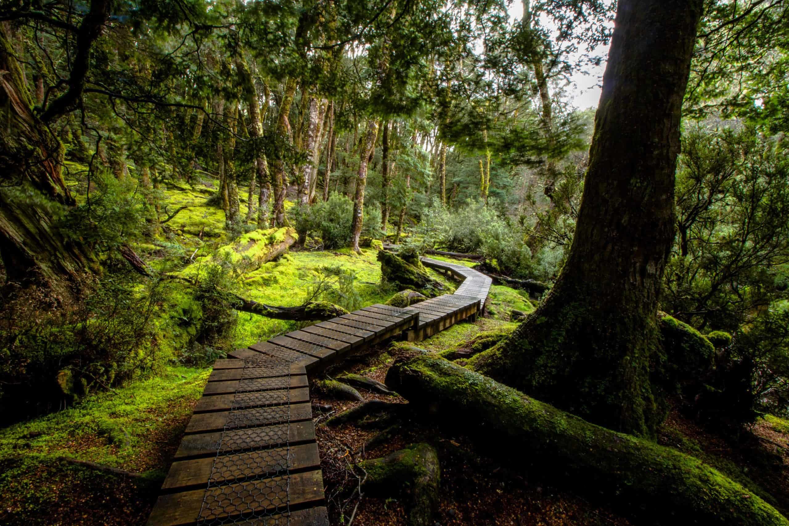 Cradle Mountain rainforests