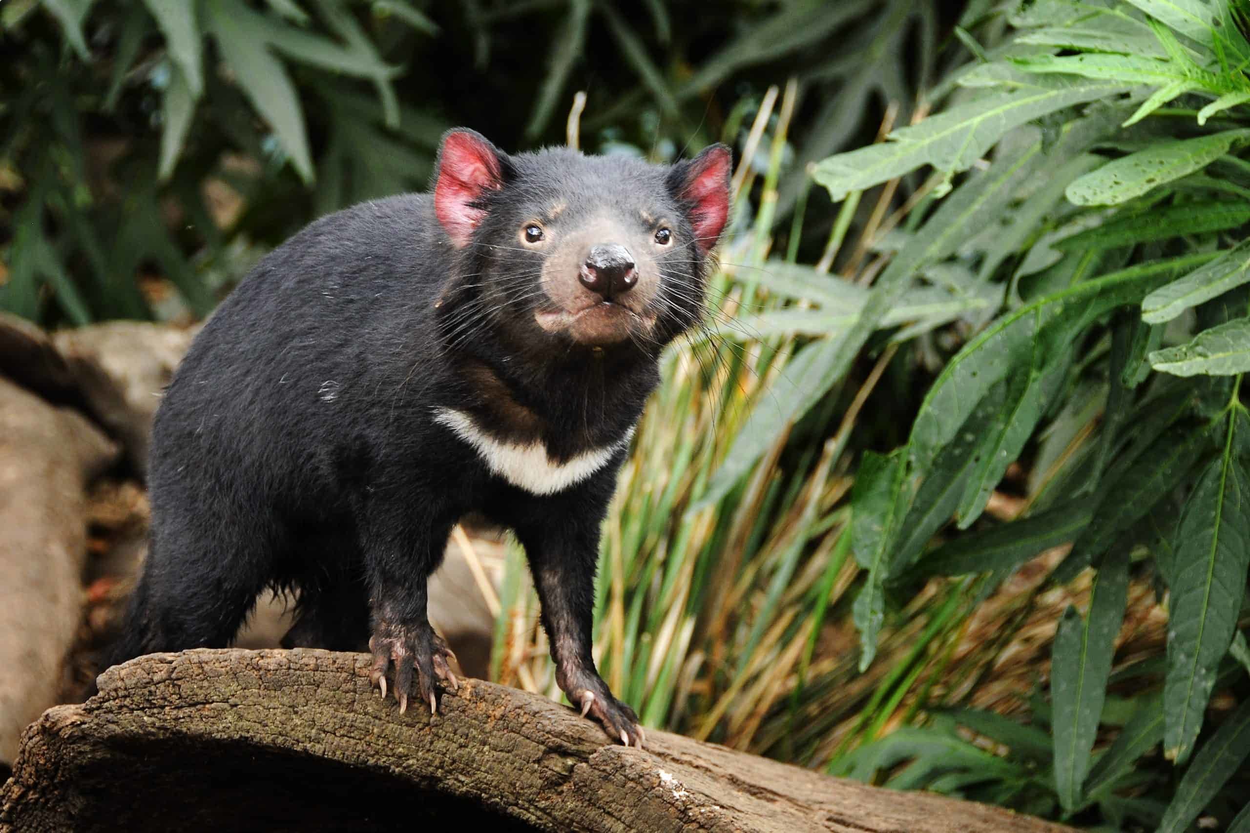 Tasmanian devil