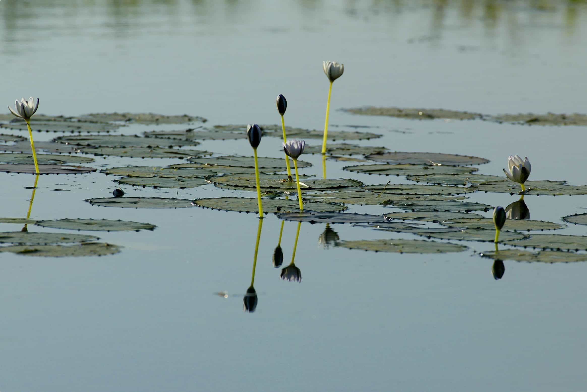 Waterlilies