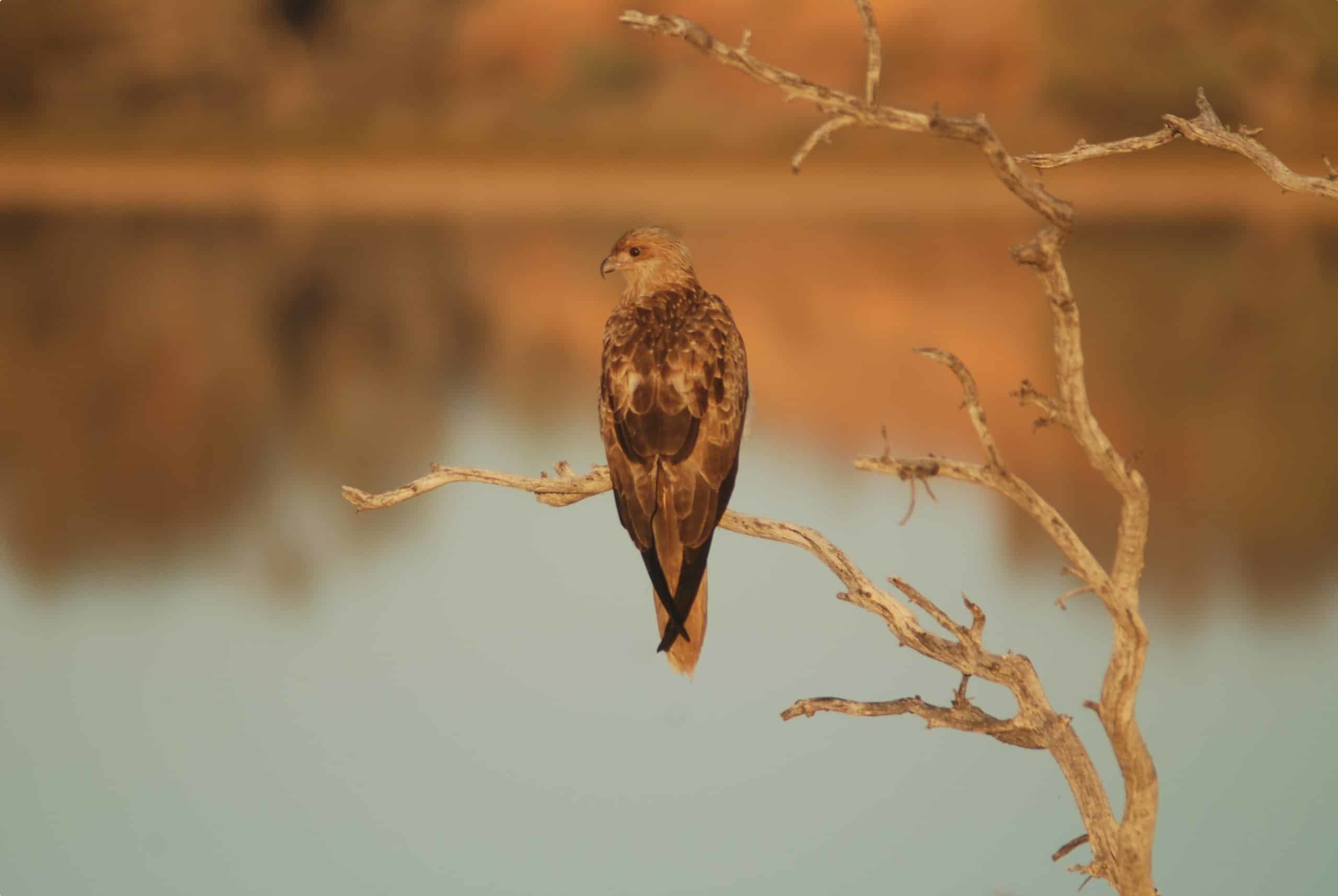 Bird - Coongie Lake 