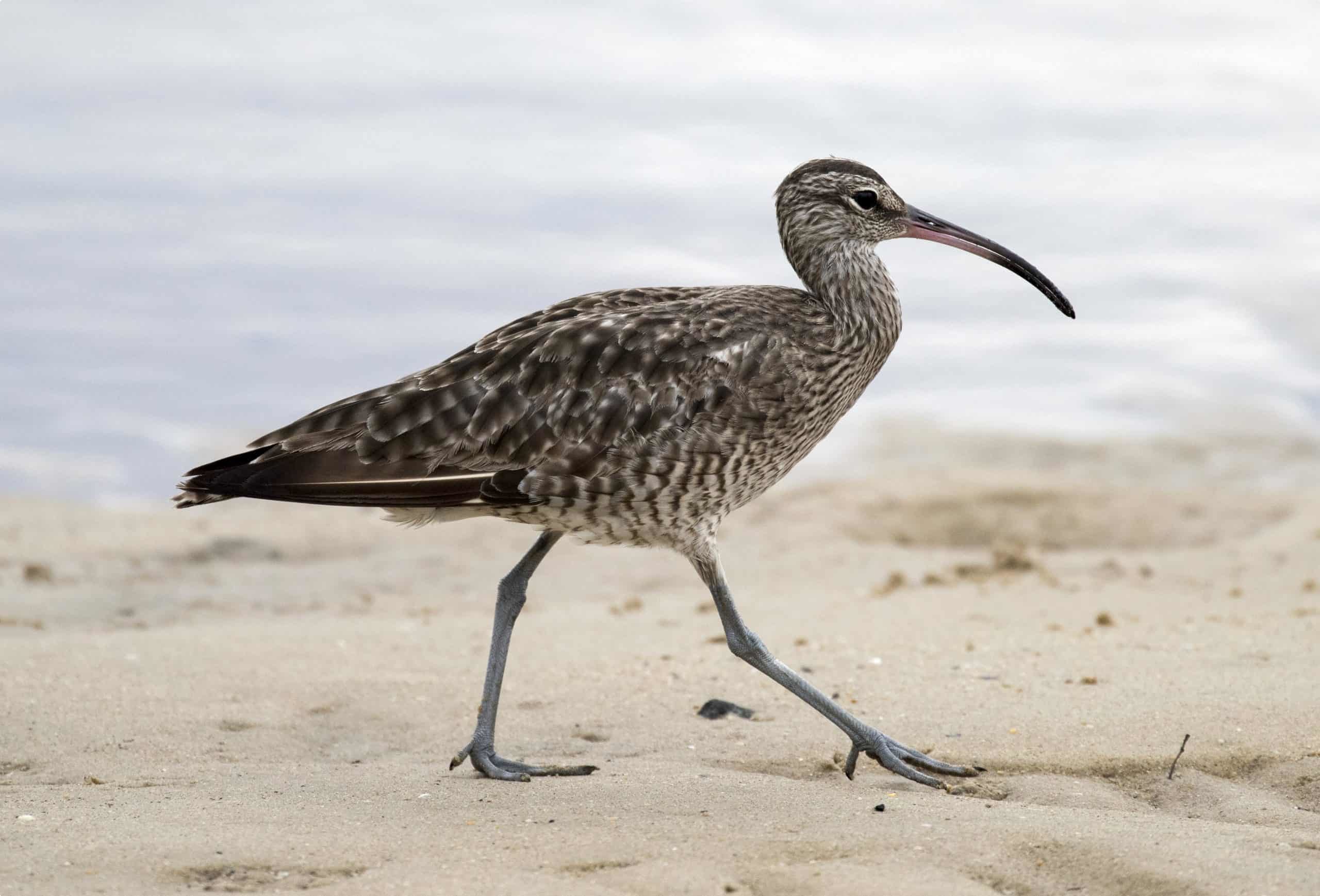 Eastern Curlew