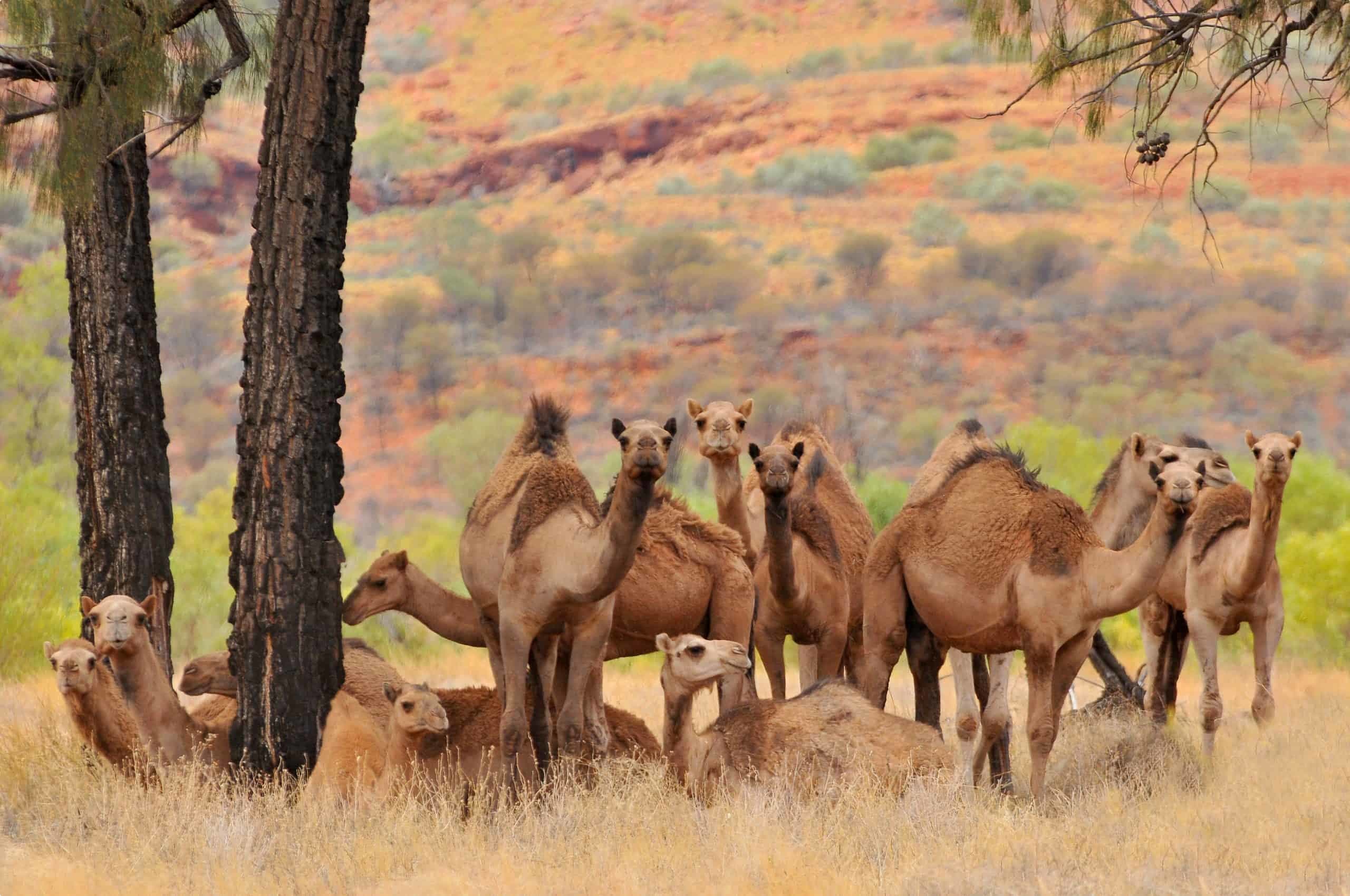 camels 