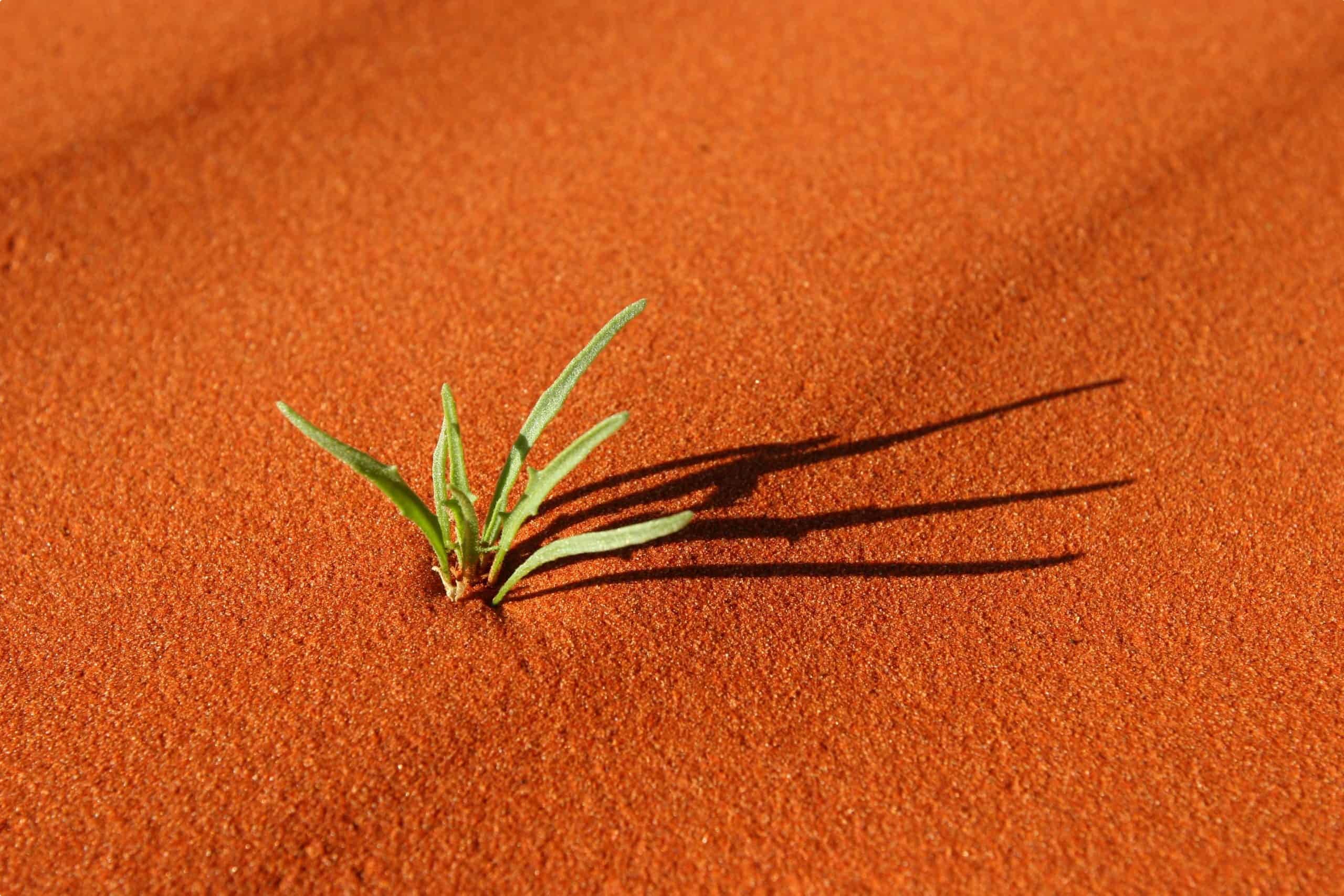 Desert flora