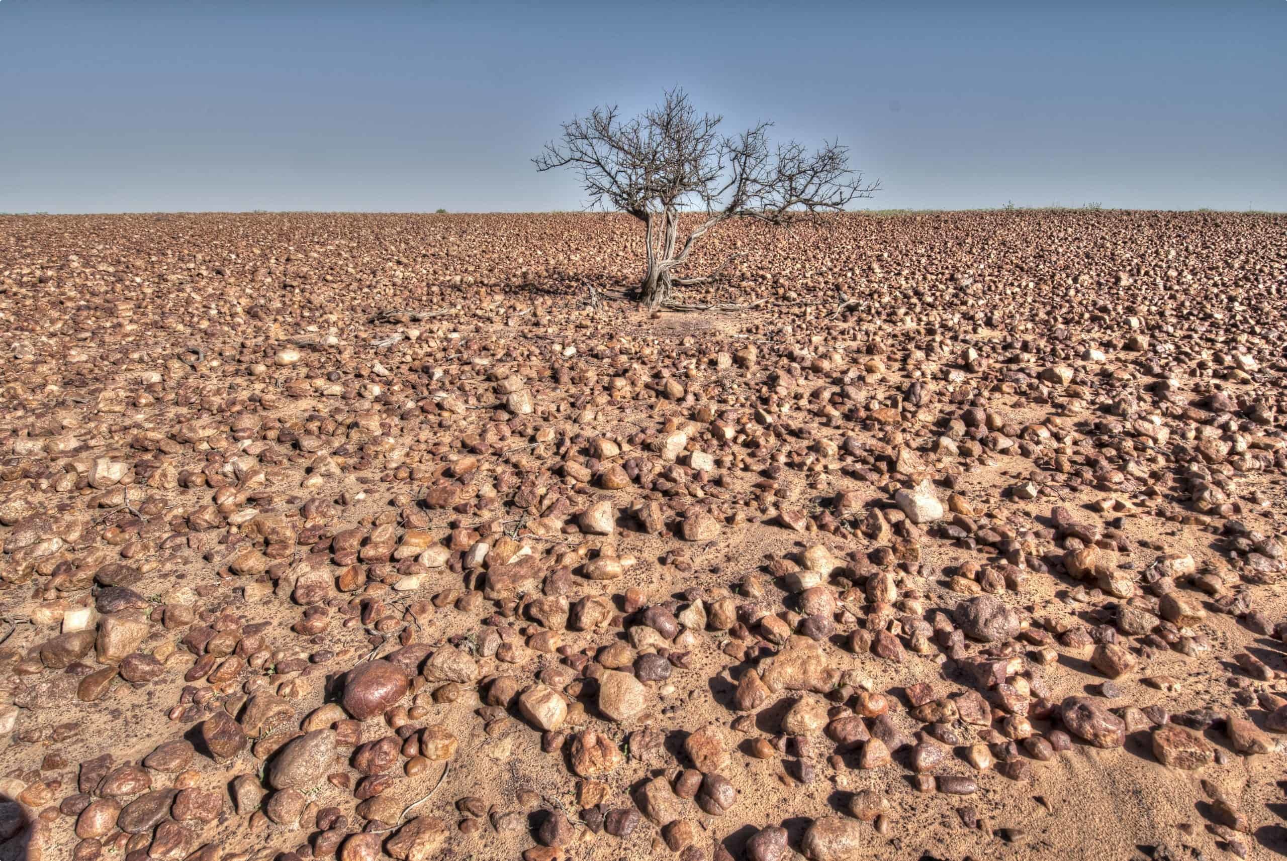 Sturt Stony Desert