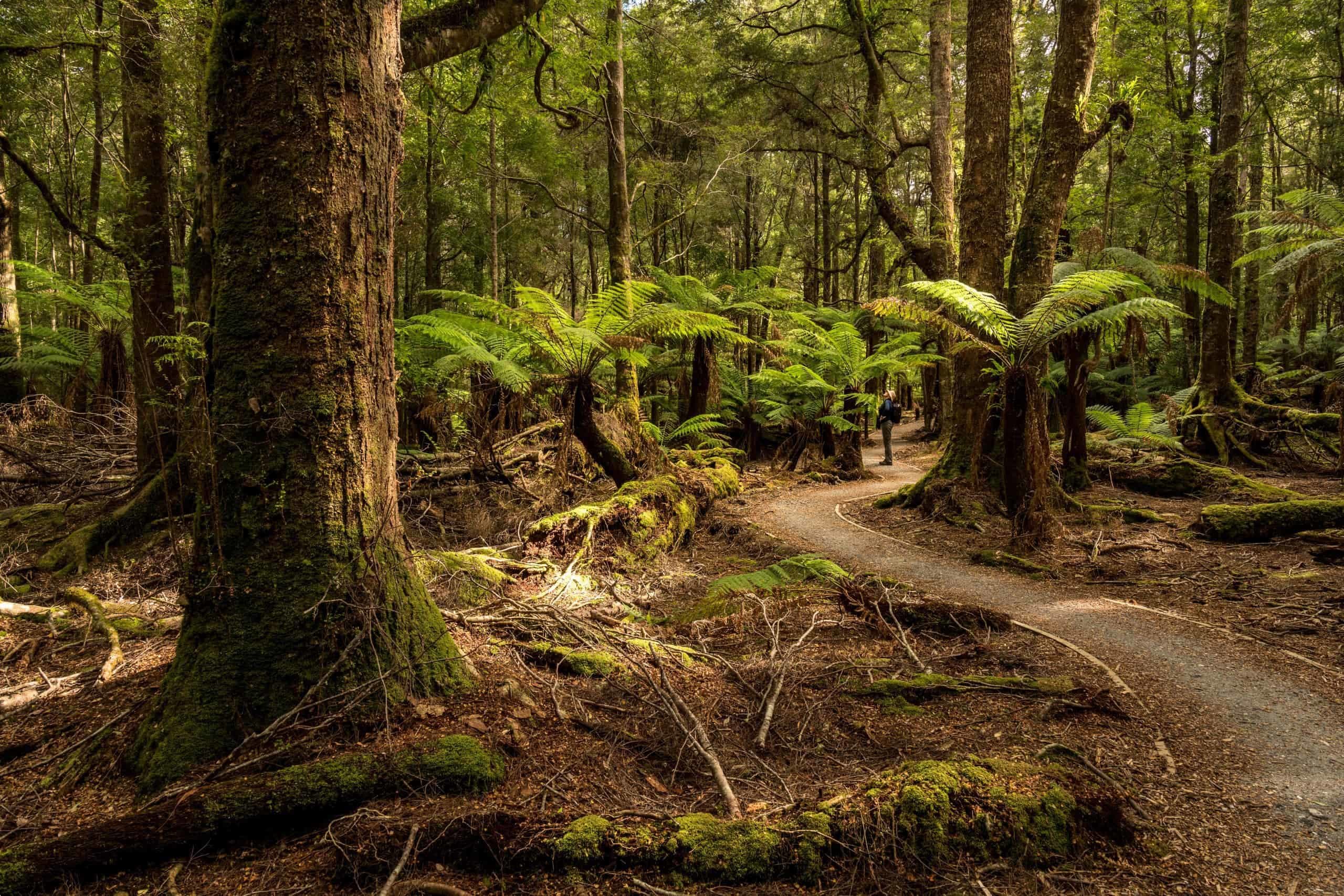 Tarkine