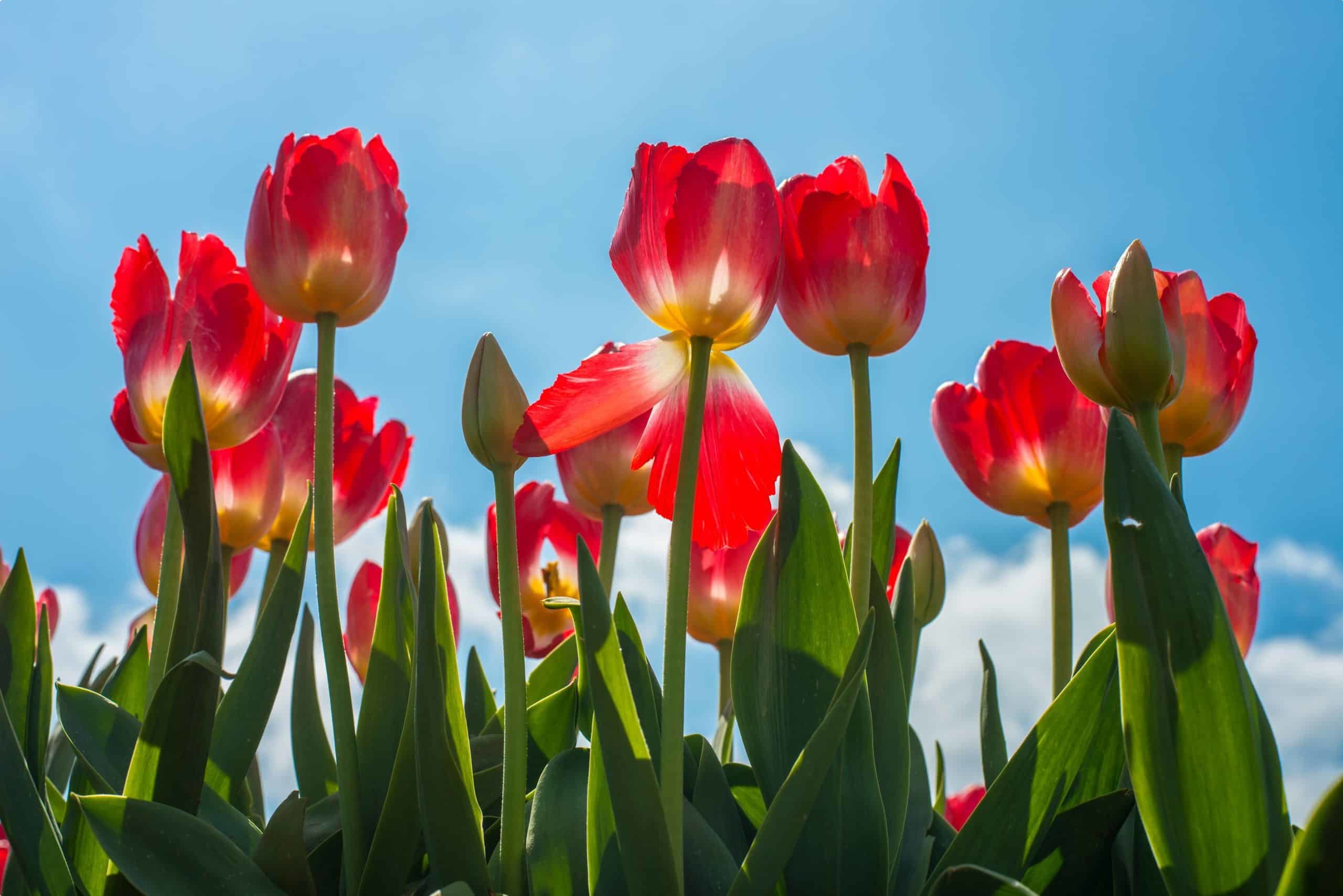 Australian tulips