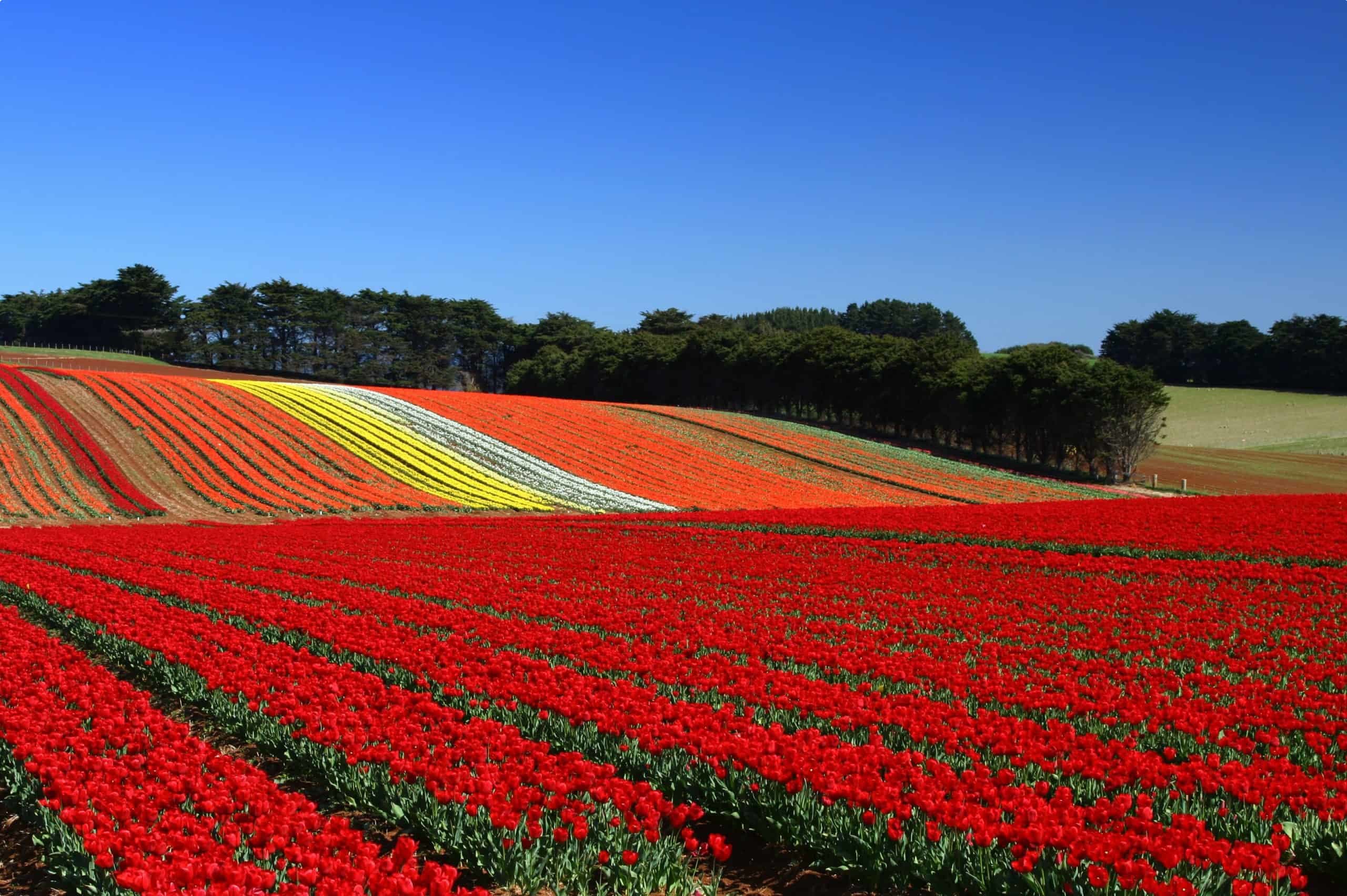 table cape tulip farm