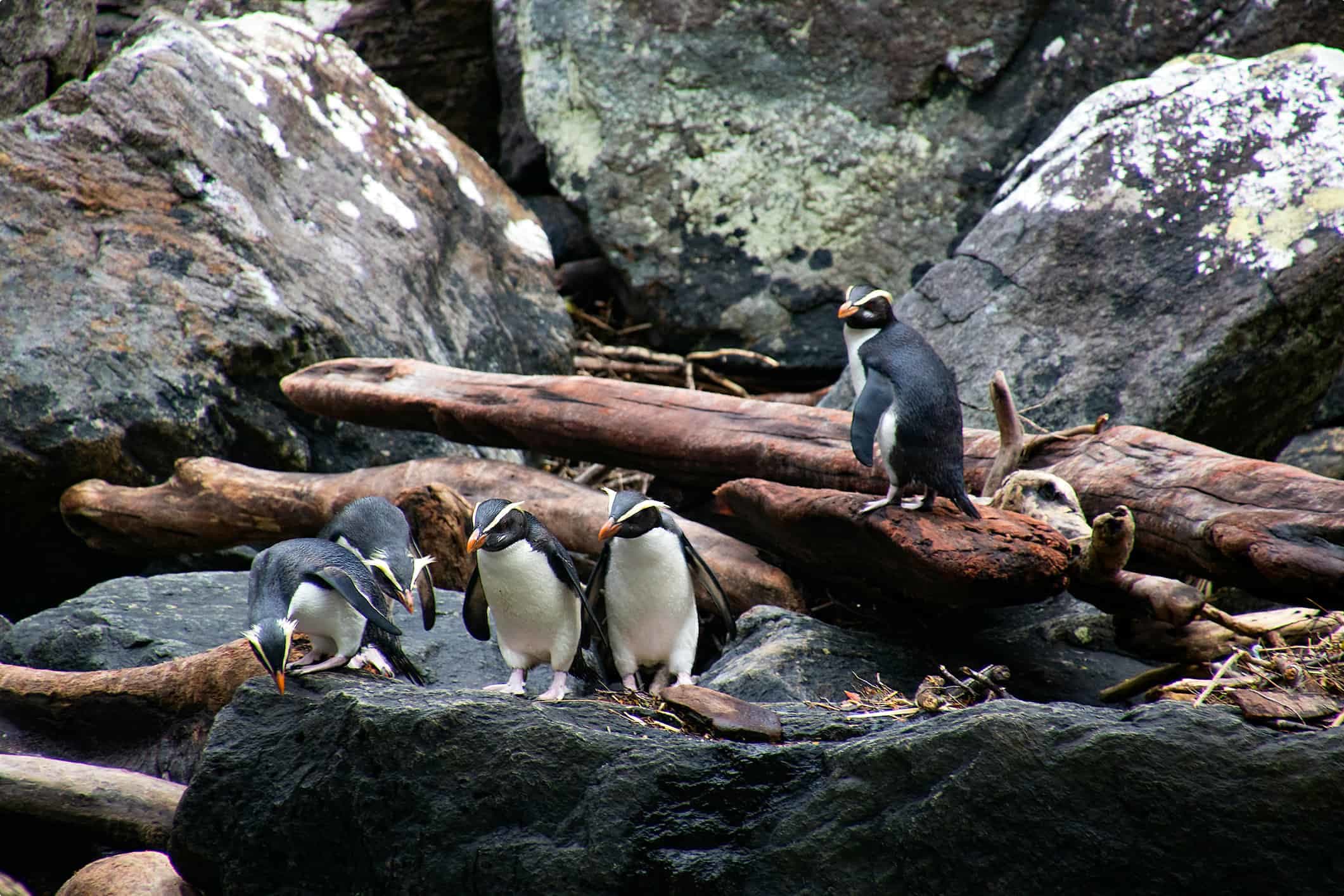 A group of fiordland crested penguins