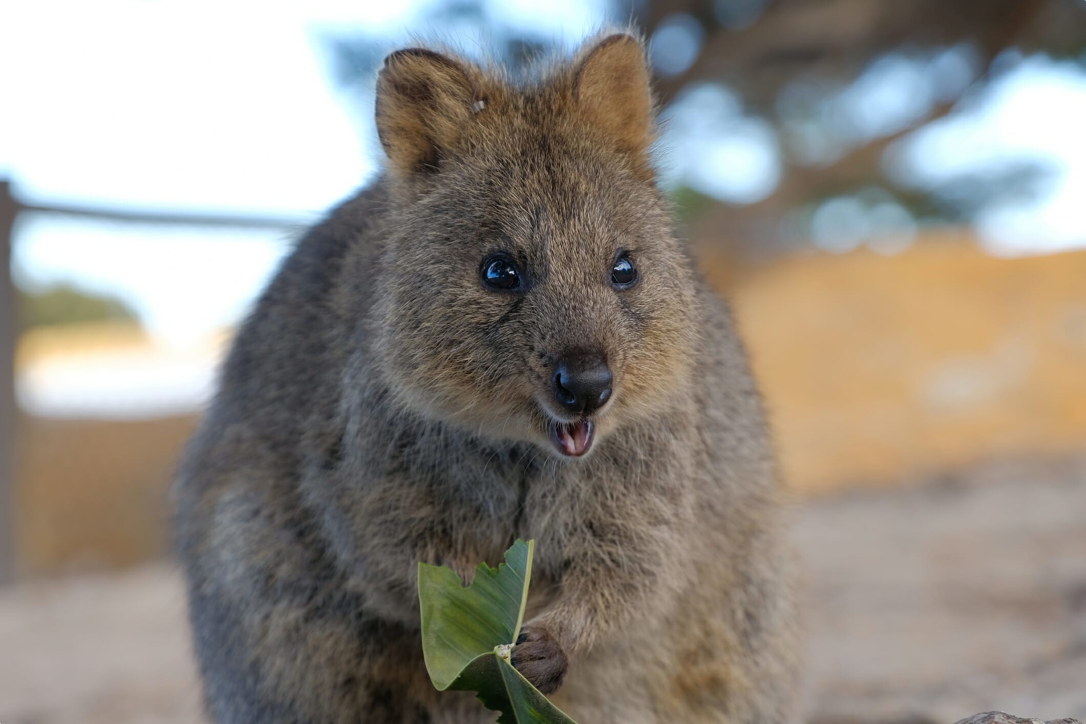 west australian tour companies