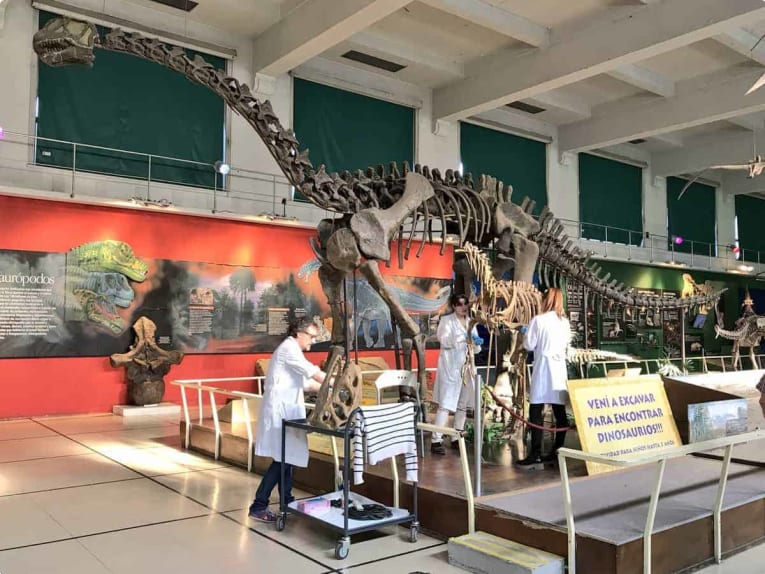 Carnivore Piatnitzkysaurus gets a spring clean at the Argentine Museum of Natural Science in Buenos Aires 