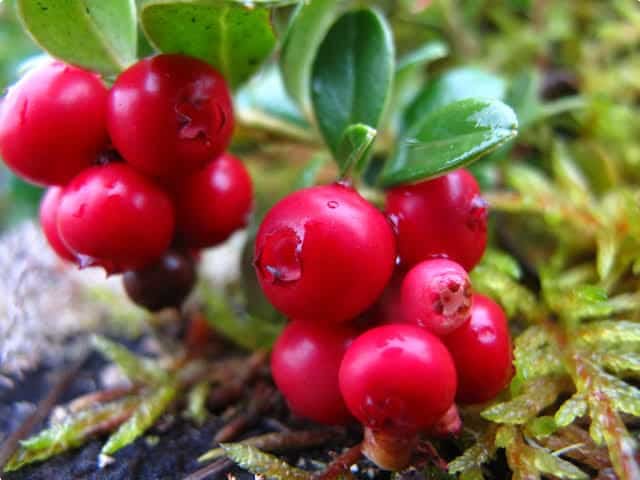 Lingonberries in Norway