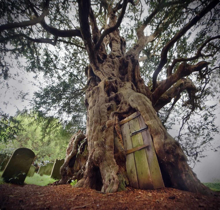 Ancient Yew Tree