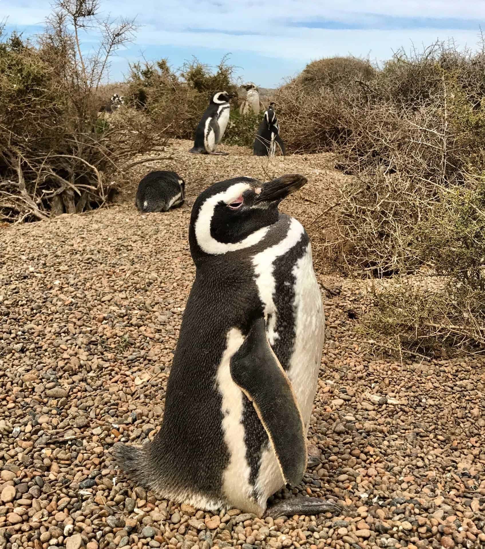 Magellanic penguin at Península Valdés in Patagonia 