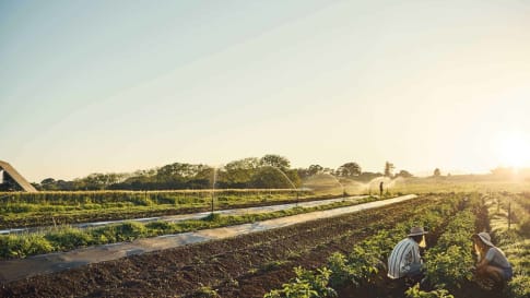 agriculture