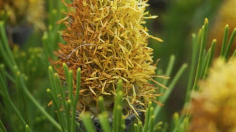 Petrophile fastigiata wildflowers in the Fitzgerald River National Park