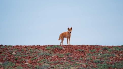 Dingo, Oodnadatta Track