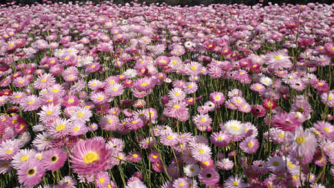 Field of Rosy Everlasting wildflowers growing in Western Australia.