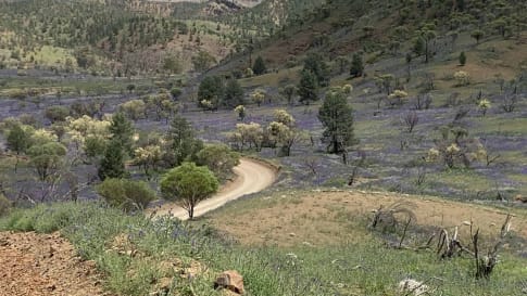 Wilpena pound - October