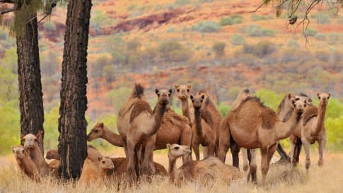 camels in the Australian Outback