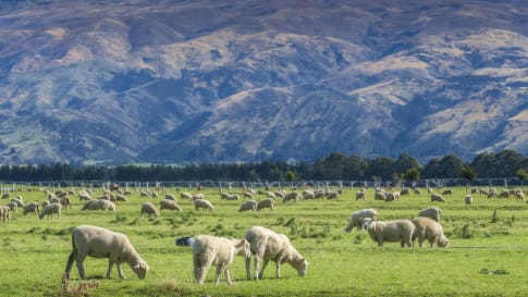 The McLean Family, shaping New Zealand landscapes