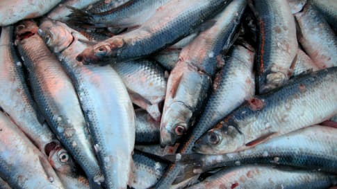 Shetland Salt Fish, Scotland