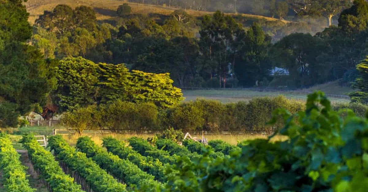 Barossa Valley and McLaren Vale Wine Regions, South Australia Odyssey