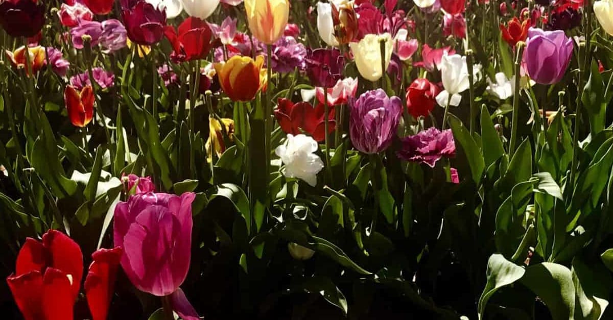 Highlights of Australia: Dutch tulips of Table Cape, Tasmania
