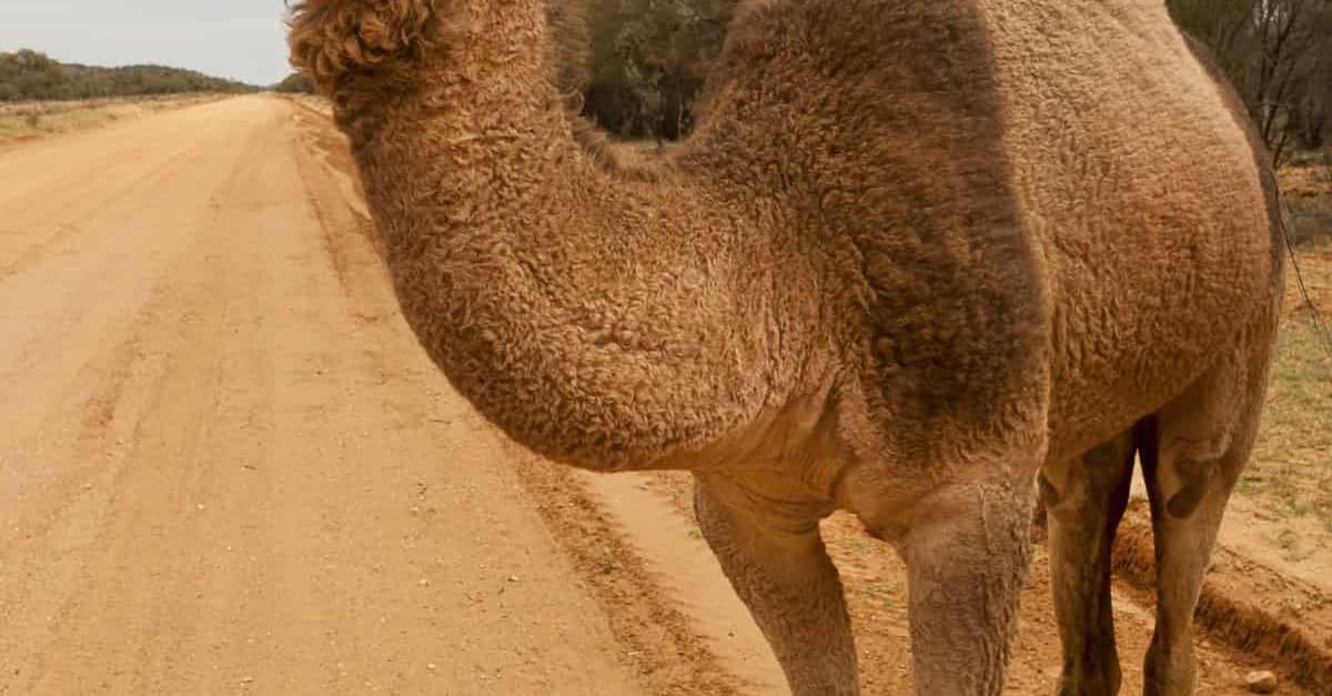 Camels of the Australian Outback Odyssey Traveller