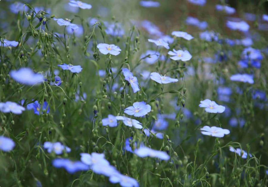 Egyptian linen treasures Odyssey Traveller