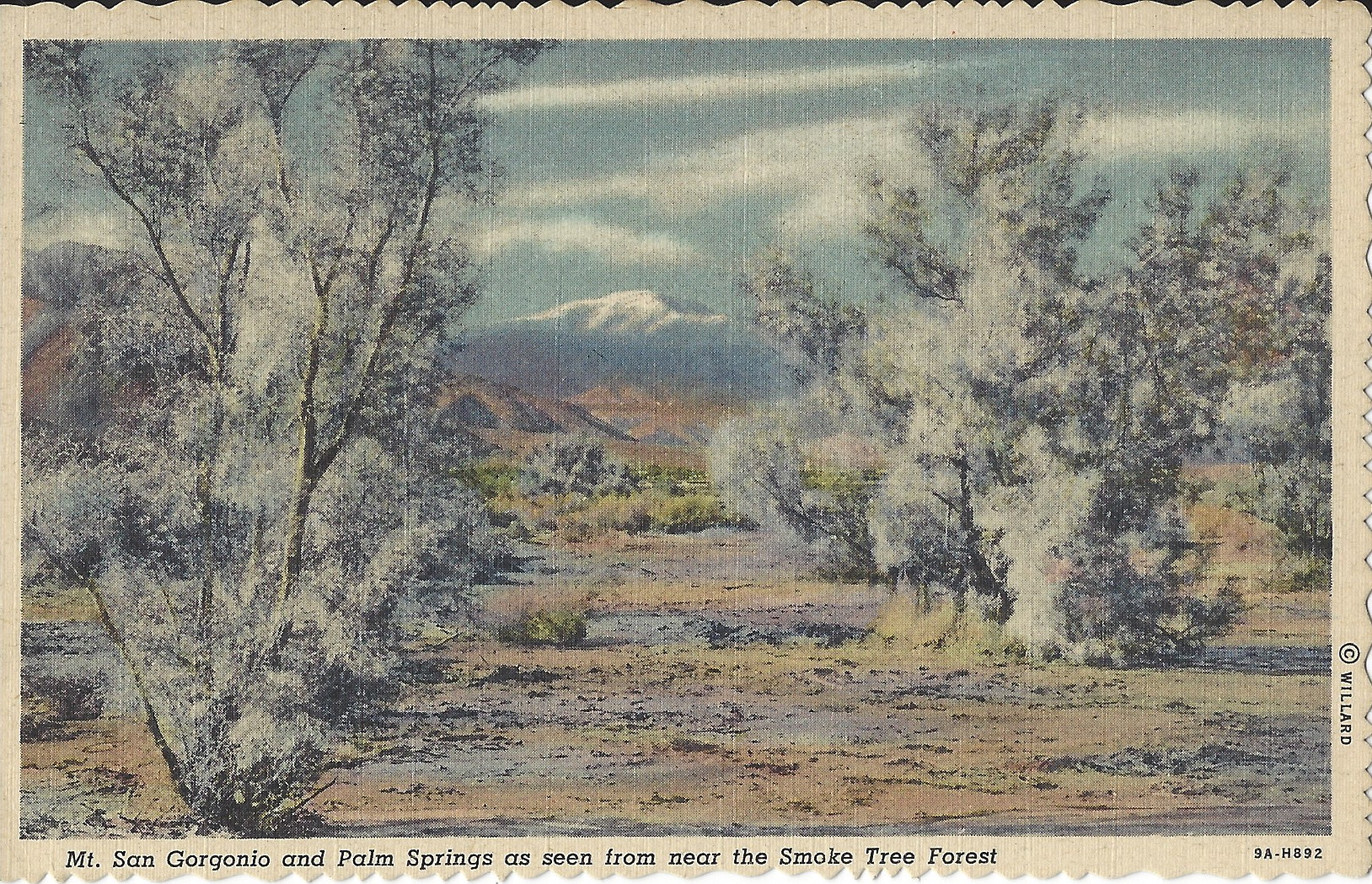 Smoke Tree Forest