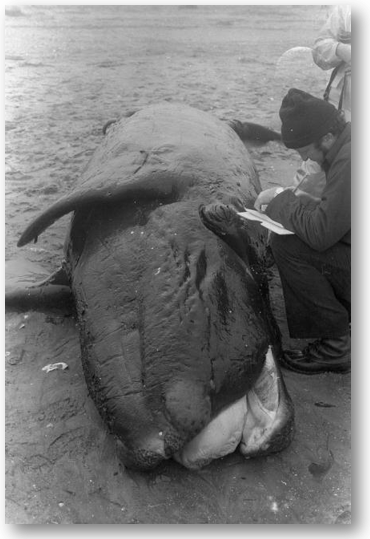 Animal Stranding Scheme To Hold First Forum Bbc News