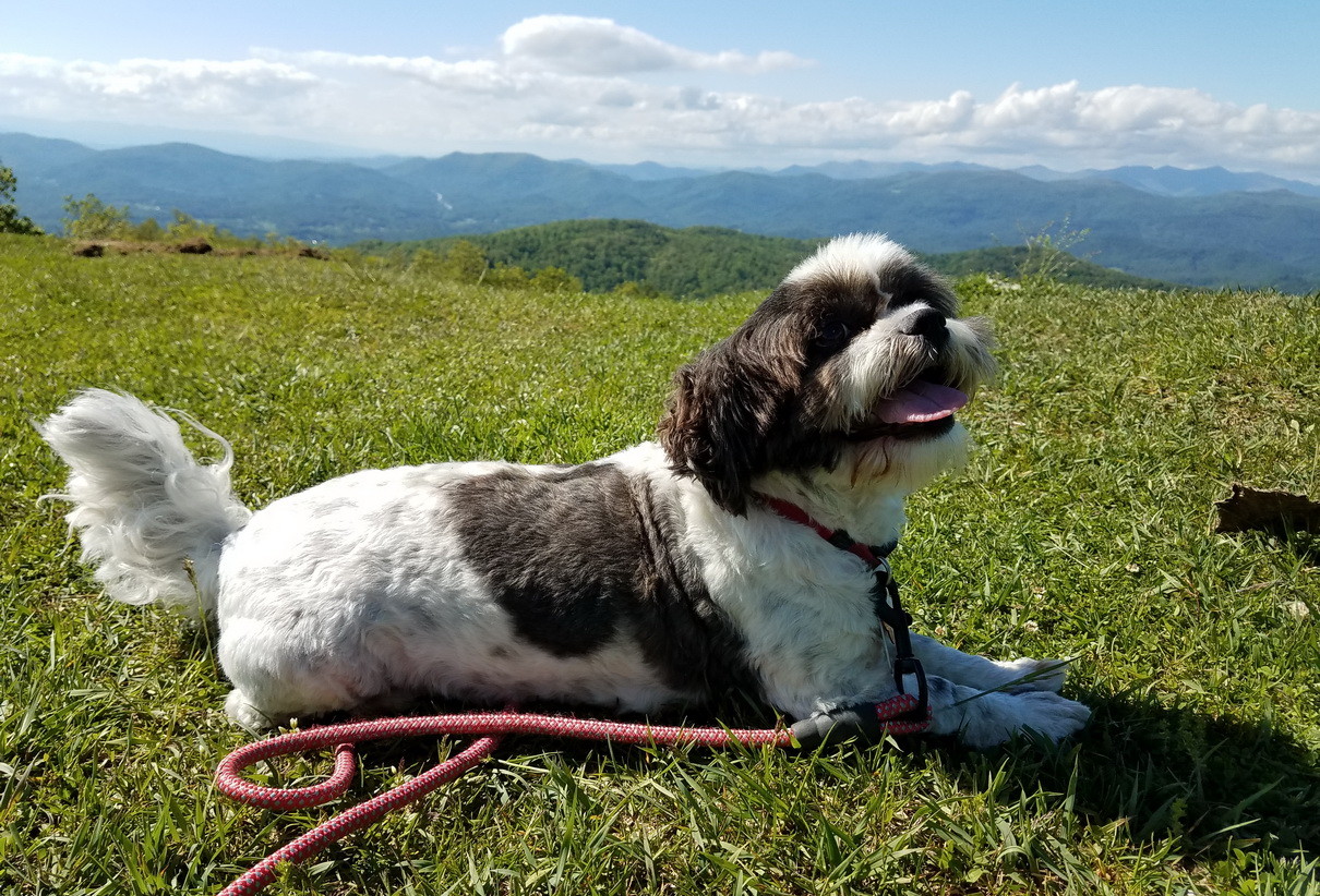 Bearwallow Mountain hiking dog