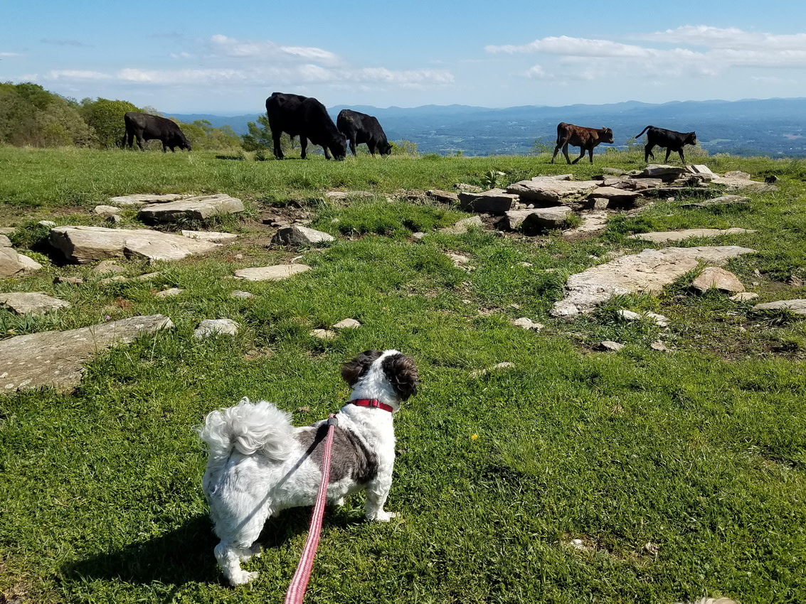 Bearwallow Mountain cows