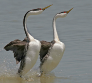 birding near Lake Almanor