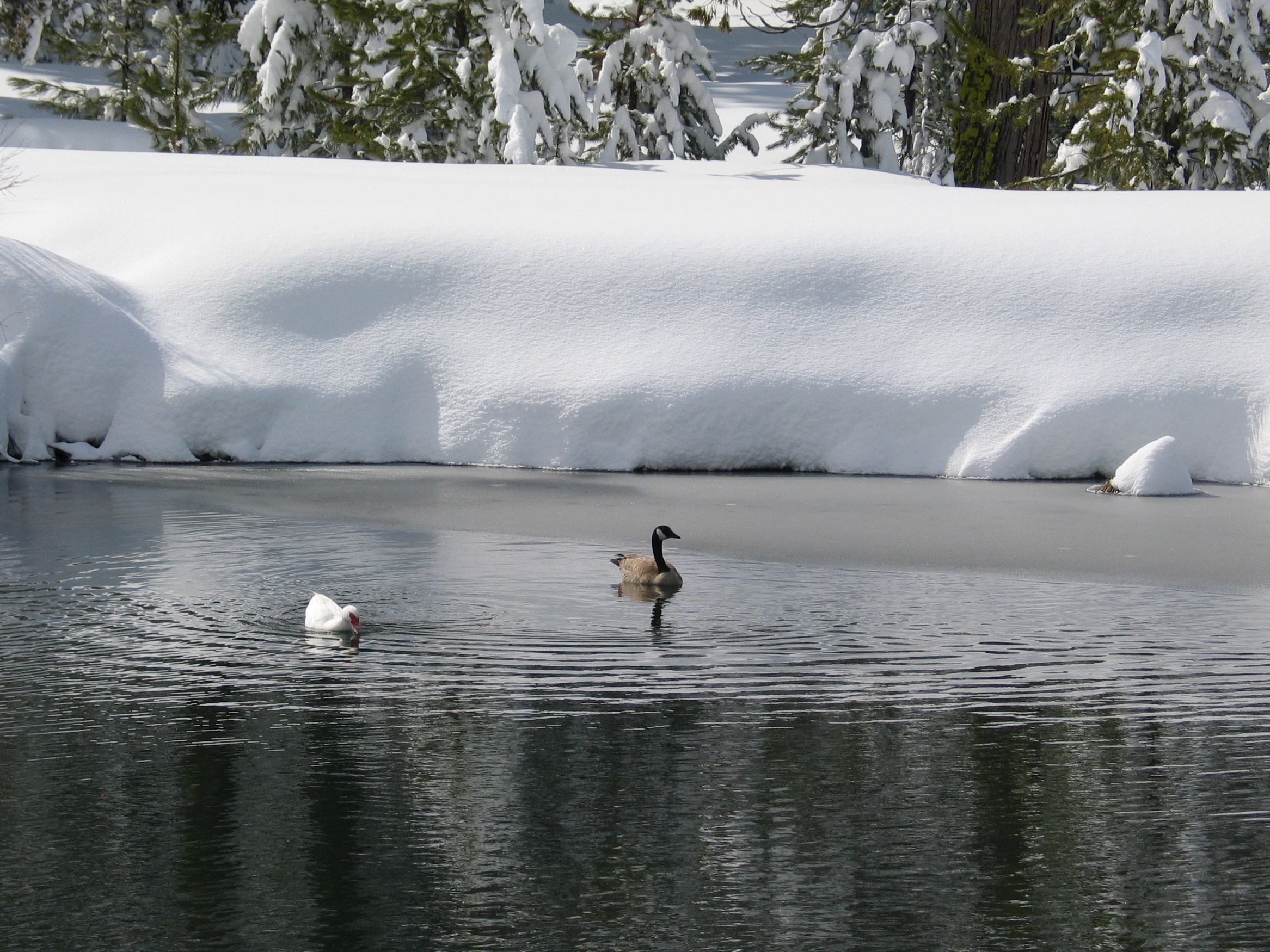 ducks on the pond at St. Bernard Lodge