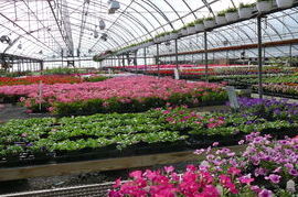 Finger Lakes Gardening