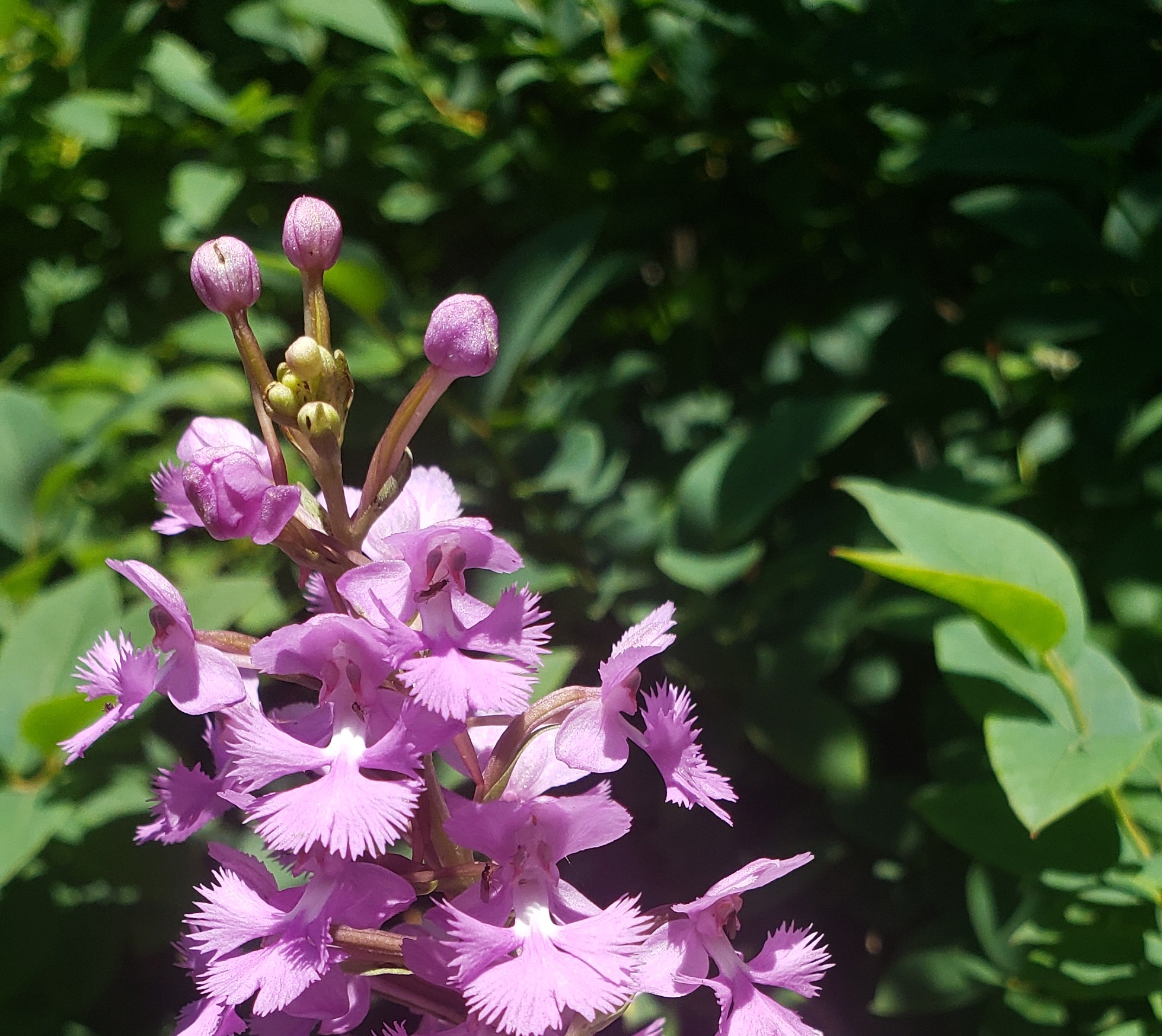 Large Purple Finger Orchid