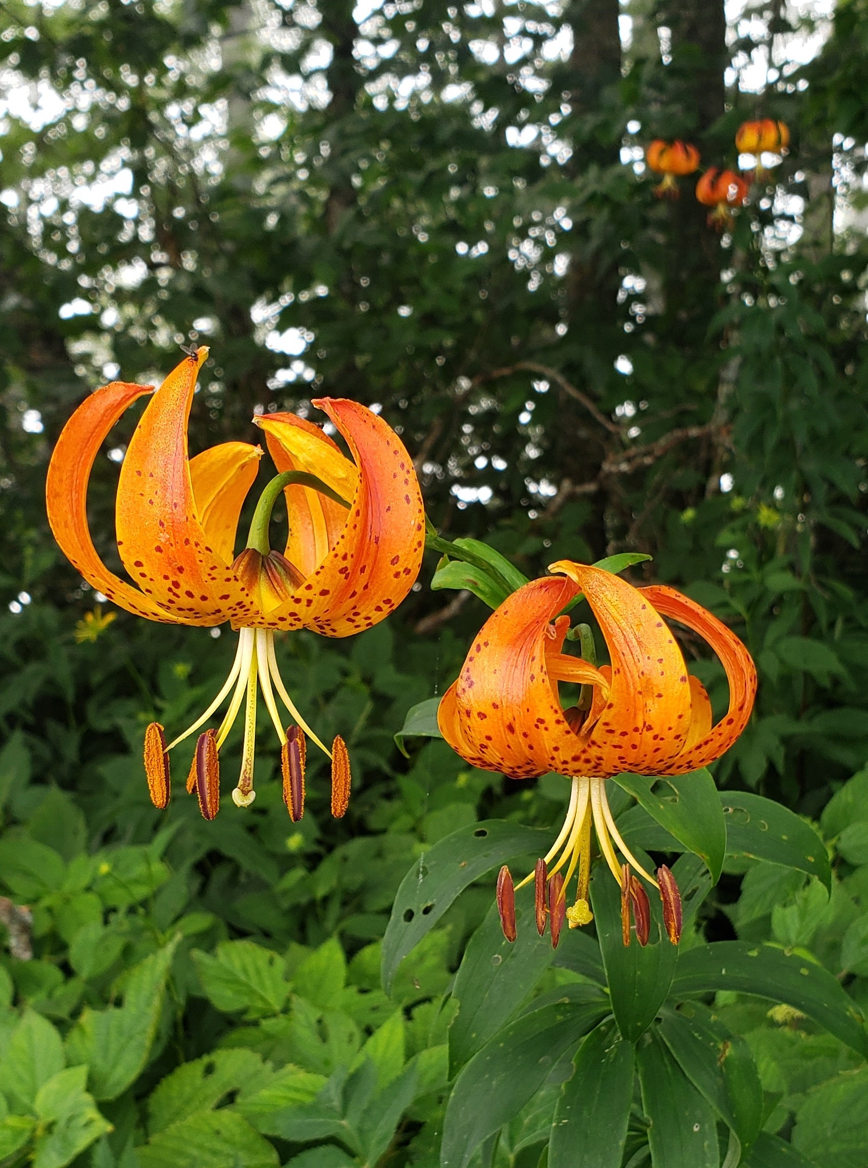 Carolina Lily Flower Asheville