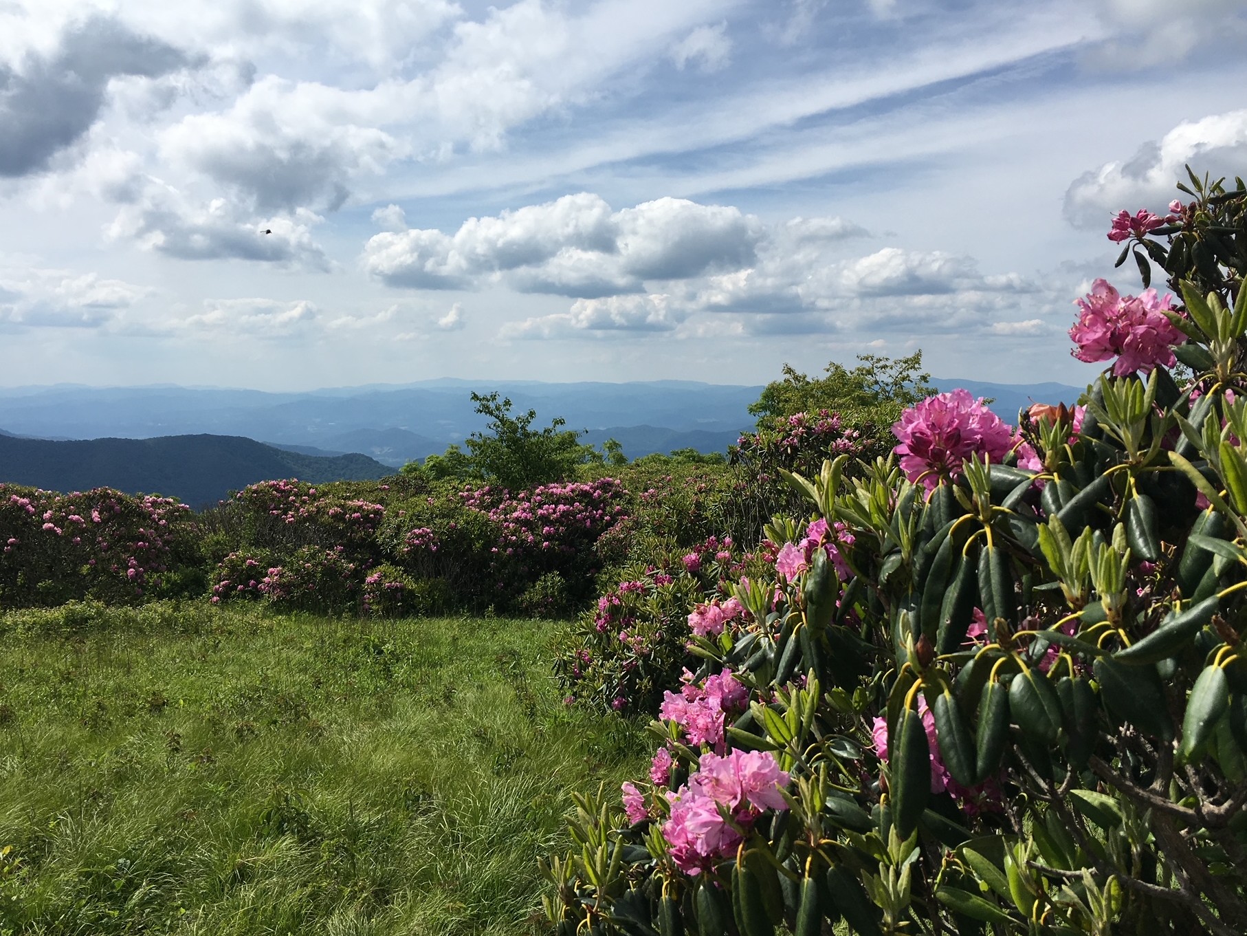 Flowers in Bloom at Craggy Gardens