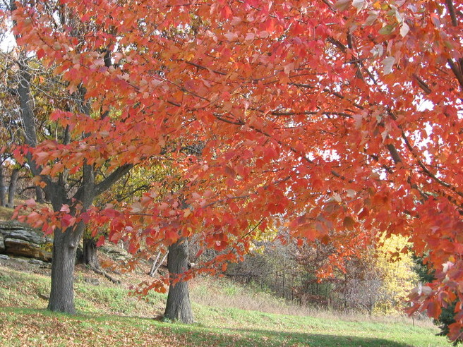 Autumn Magic Along Military Ridge Trail >> About Us Cameo Rose Victorian Country Inn Autumn Magic Along Military Ridge Trail >> About Us Cameo Rose Victorian Country Inn
