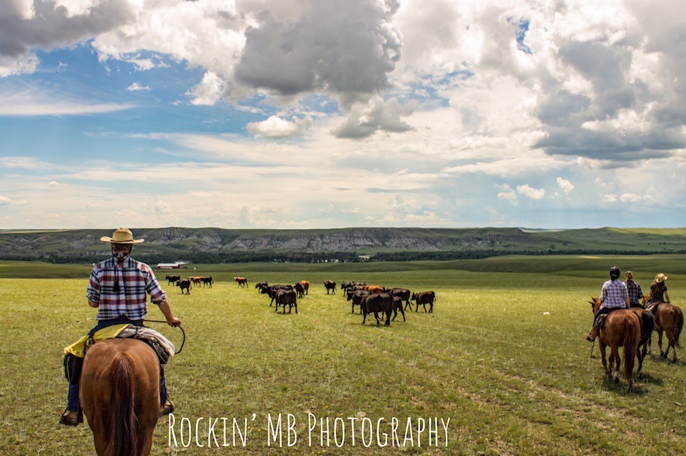 Cattle Drive Vacations Bear Creek Ranch in East Glacier, Montana