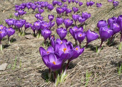 purple-crocus