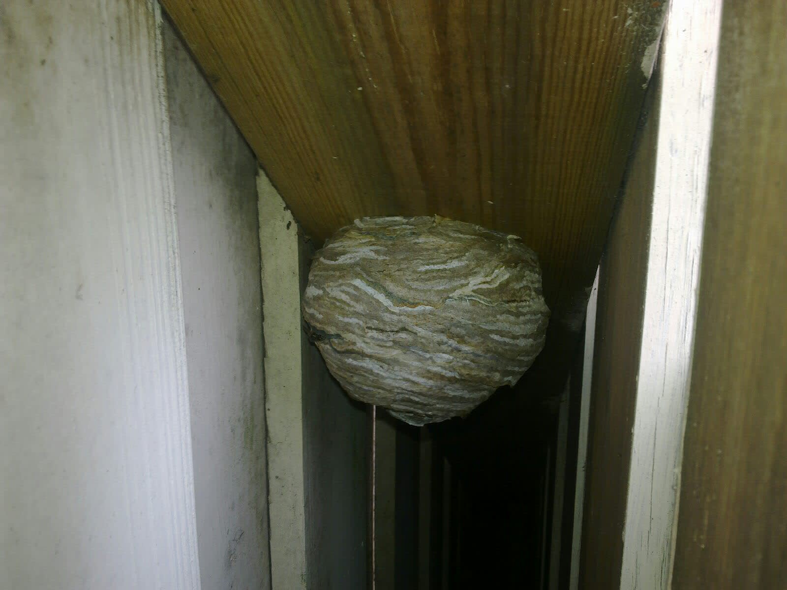 Oops we have a wasp nest|Oops vi har et vepsebol