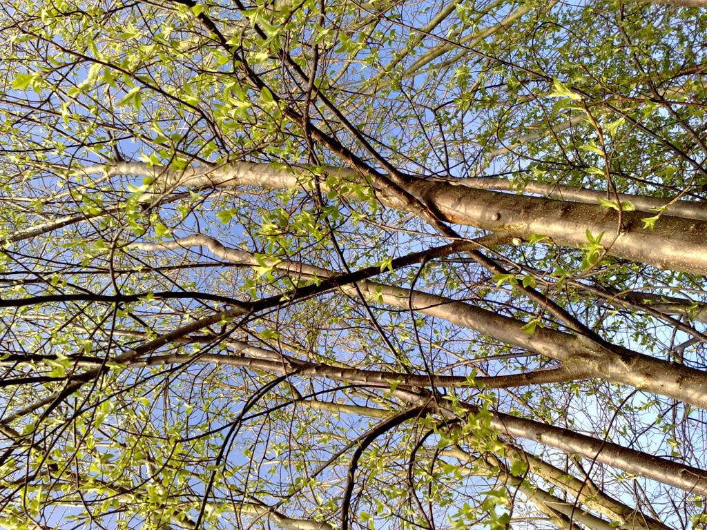 Skywatch Friday – Spring view|Skywatch Fredag – Vårutsikt