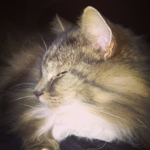 Meditating cat – Rolf|Mediterende Rolf