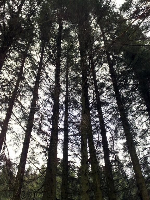 A Sunday on Fløyen|En søndag på Fløyen